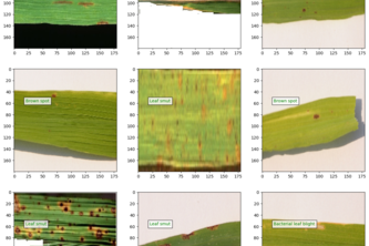 CNN Model For Rice Leaf Disease Classification