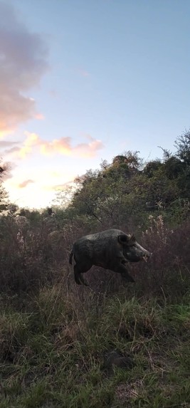 Geospatial Wildlife Safari – screenshot 4