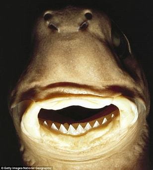 Shark personality test – screenshot 1