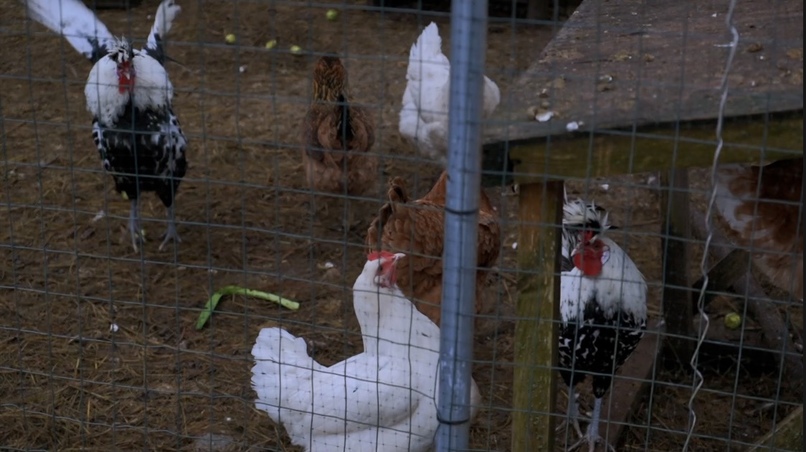 Land's Sake Farm (7777) – screenshot 5