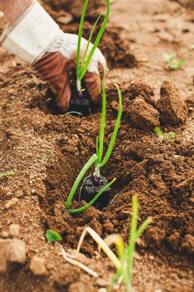 AgroGuard : A Crop Disease Detection and Management System – screenshot 1