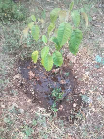 Plant Care Companion – screenshot 3