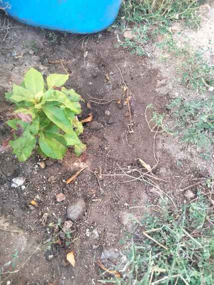 Plant Care Companion – screenshot 4