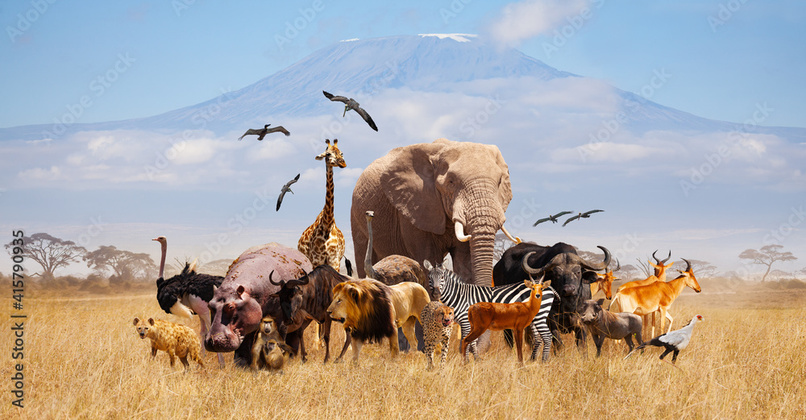 zoo animal classification – screenshot 1