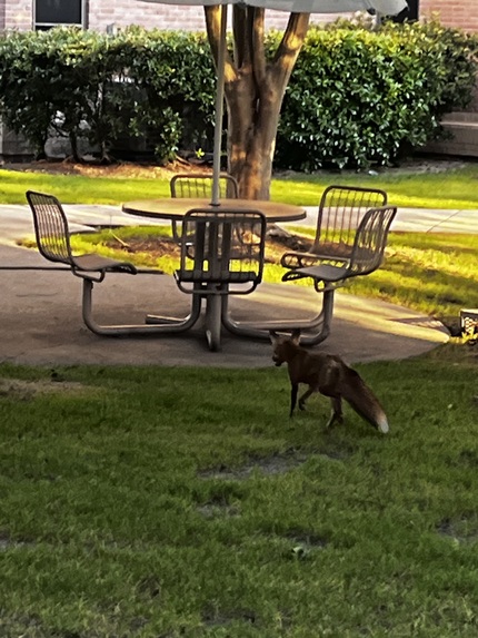 FoolishProj – screenshot 1