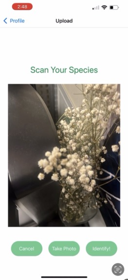 Gardenia – screenshot 3