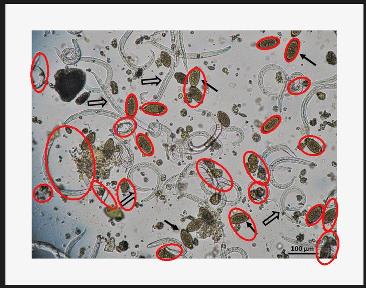 Eggs By The Dozen – screenshot 4