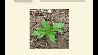 Image Similarity – screenshot 1
