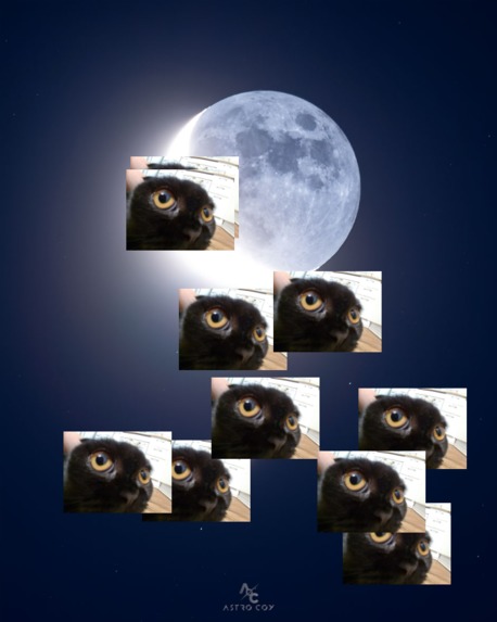 VenusCats  – screenshot 3