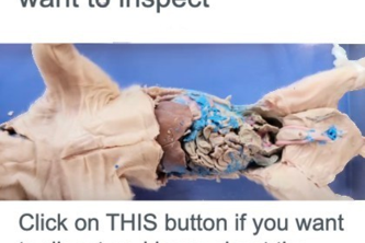 At Home Pig Dissection