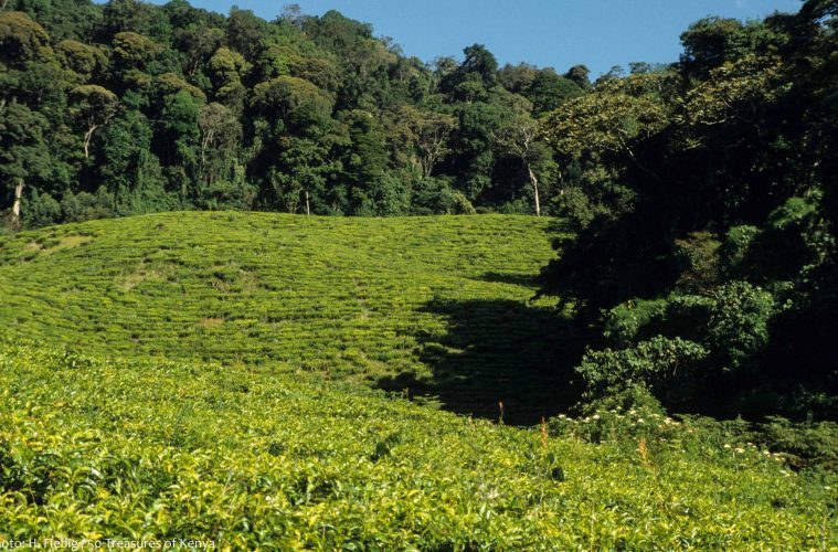 Deforestation & Temperature: Mau Forest's Changing Climate – screenshot 1