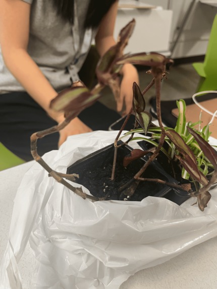 Poképlants – screenshot 5