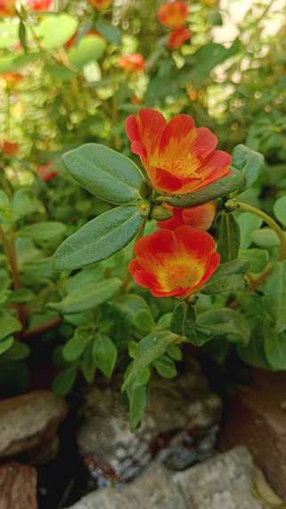 Followers  – screenshot 1