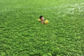Algal Bloom Reduction Robot (ABRR) – screenshot 2