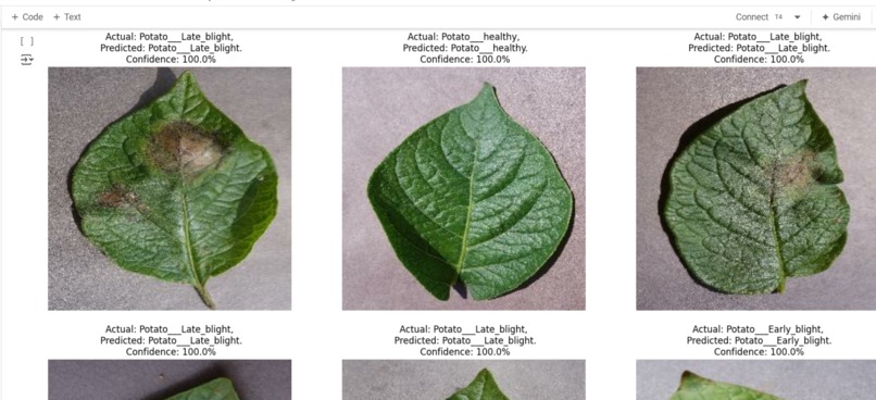 CropCure: Smart Detection of Potato Diseases Using DL – screenshot 6