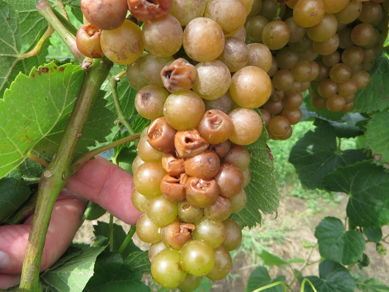 Water Potato Program – screenshot 3