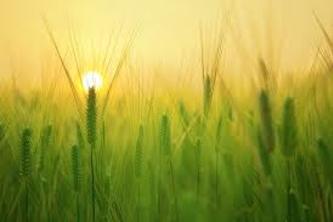 Comprehensive Agricultural Solution