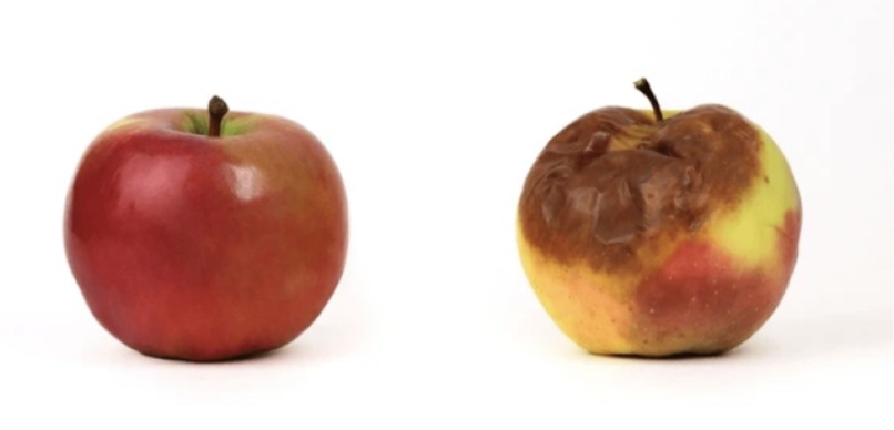Spoiled Apple Detector: Reducing Waste – screenshot 1
