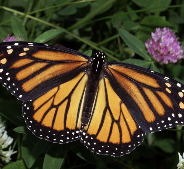 On Pesticides and Monarchs – screenshot 1