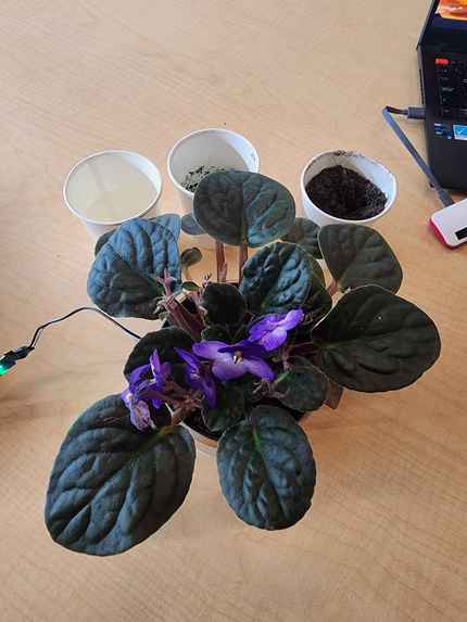 PlantPals – screenshot 4