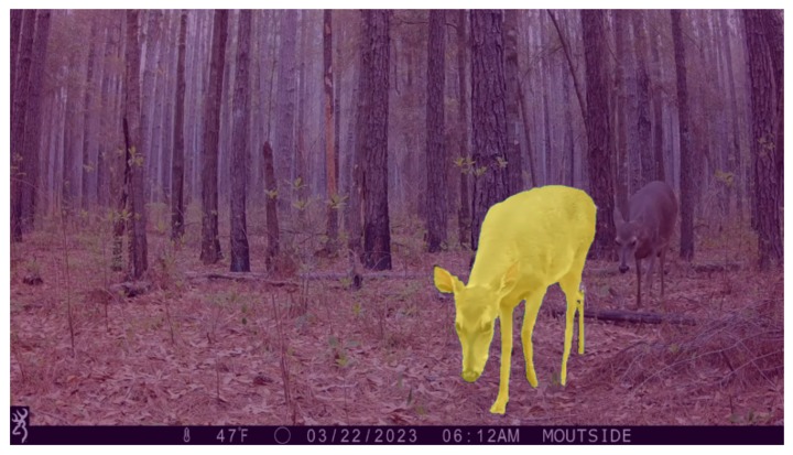 FaunaFlow: Building Animal Observer via Point-tracking – screenshot 2