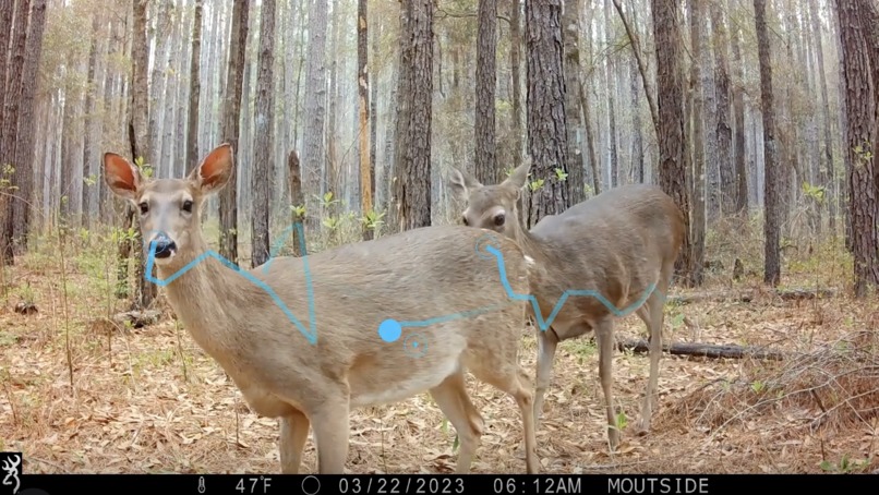 FaunaFlow: Building Animal Observer via Point-tracking – screenshot 1