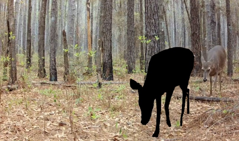 FaunaFlow: Building Animal Observer via Point-tracking – screenshot 4