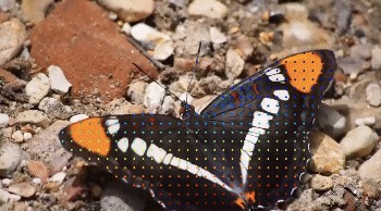 FaunaFlow: Building Animal Observer via Point-tracking – screenshot 7