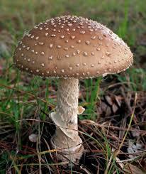Mushroom Reserve – screenshot 1