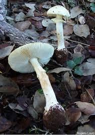 Mushroom Reserve – screenshot 2