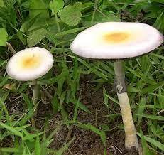 Mushroom Reserve – screenshot 3