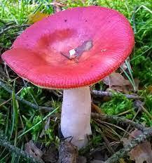 Mushroom Reserve – screenshot 5