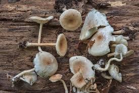 Mushroom Reserve – screenshot 6