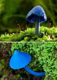 Mushroom Reserve – screenshot 7