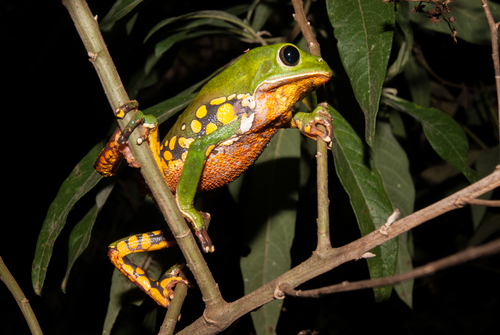 The Froggies – screenshot 12