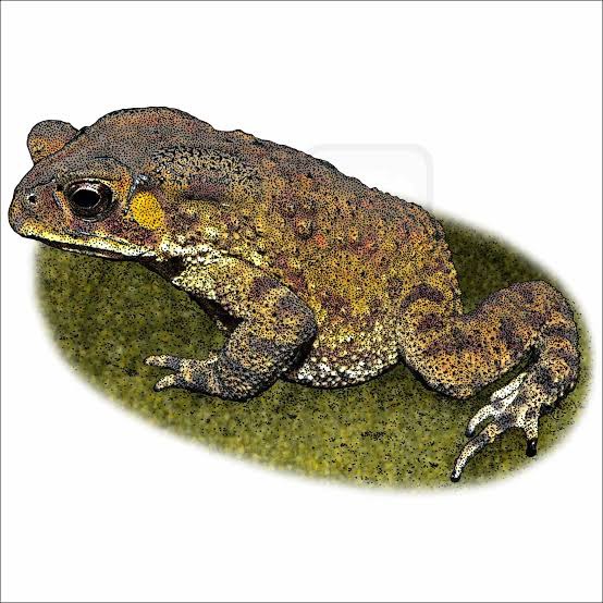 The Froggies – screenshot 13