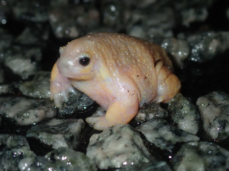 The Froggies – screenshot 14