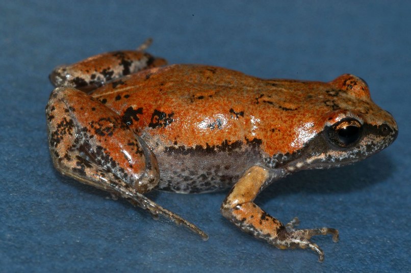 The Froggies – screenshot 15