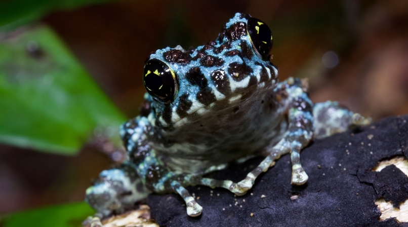 The Froggies – screenshot 16