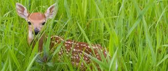 Animal Sightings – screenshot 1