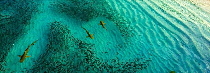 Shark Spotter – screenshot 1
