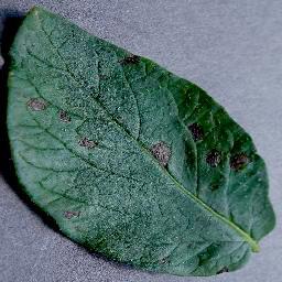 PODDA (Plant Observation And Disease Detection Assistant) – screenshot 1