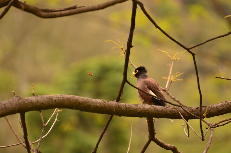 Image Recognition of Bird Species – screenshot 1