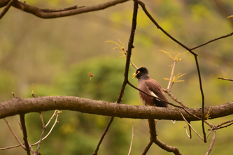 Image Recognition of Bird Species