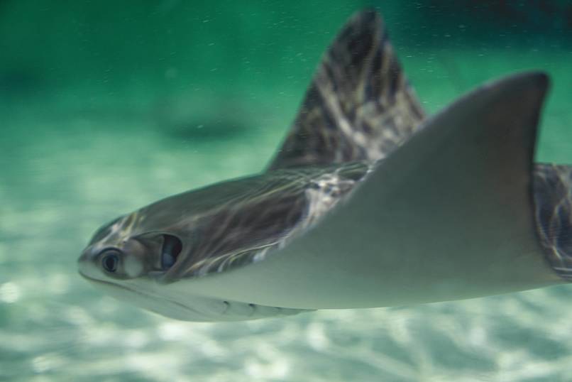 BIOMIMIC GENIE  – screenshot 8