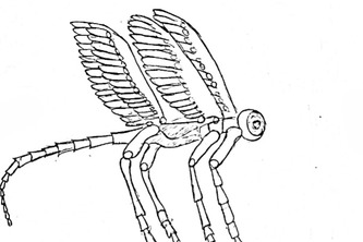 AeroMorph