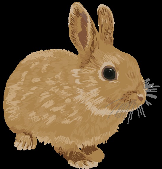 Habit Rabbit – screenshot 1