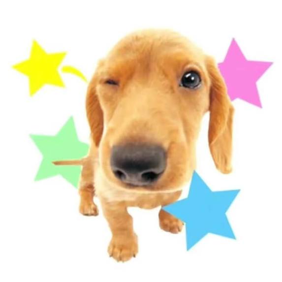 The Pup Quiz – screenshot 7