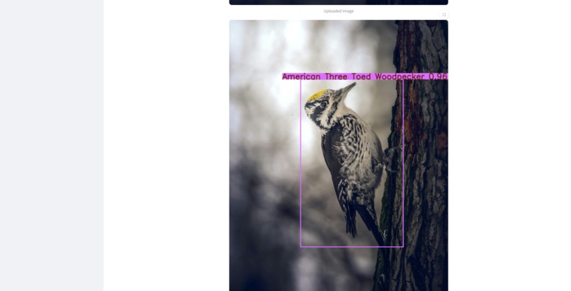 BirdScribe AI – screenshot 2