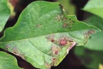 plant_desease_model